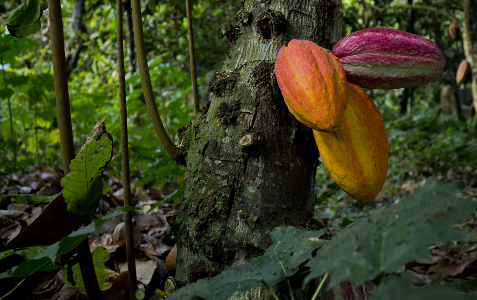 Cacao de Chuao, multicolores del paisaje exótico – Yo Soy de Maracay