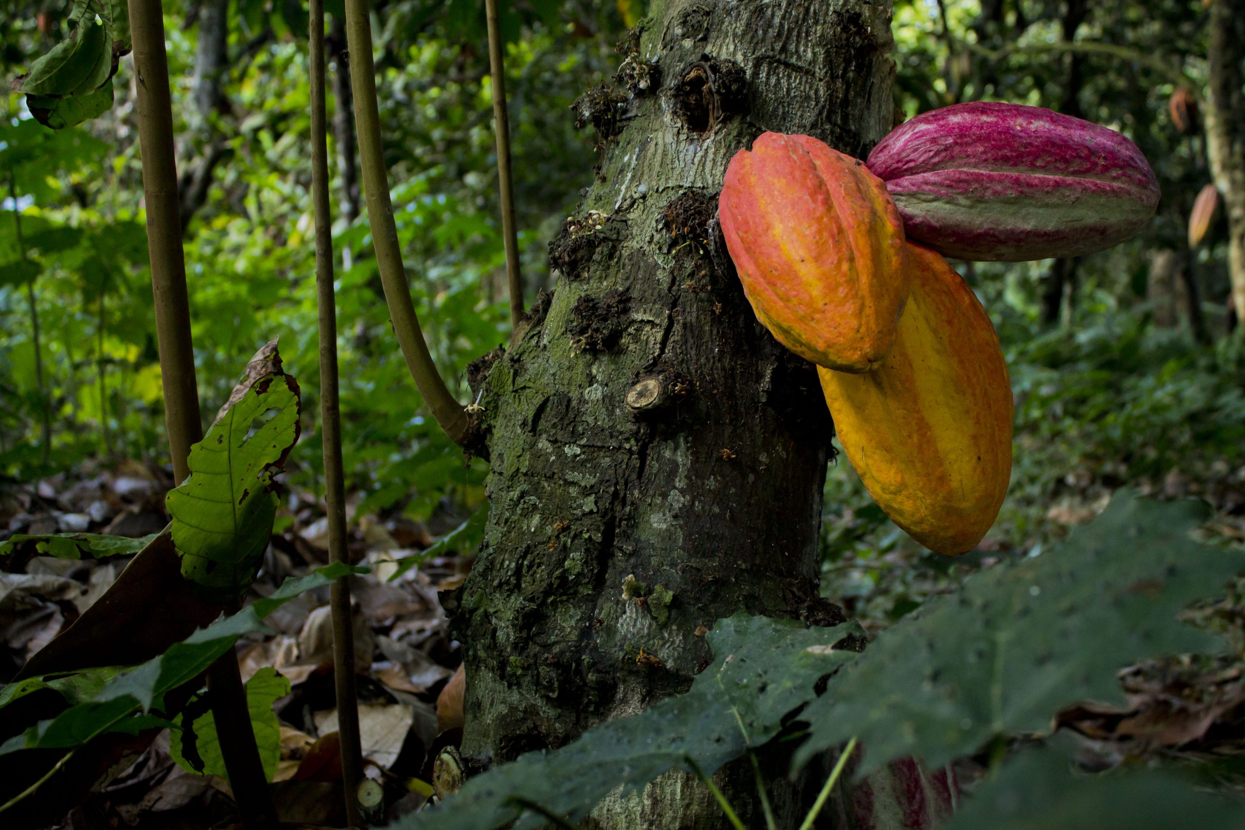 Cacao de Chuao, multicolores